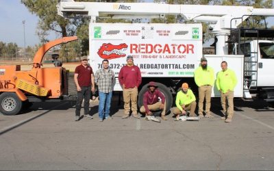 RedGator Tree Trimming & Landscape