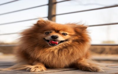 Friends of Homeless Animals